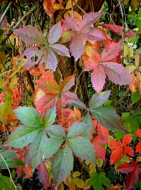 Parthenocissus quinquefolia / Vite canadese comune